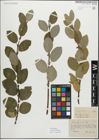 Foto von Salix myrsinifolia Salisb.